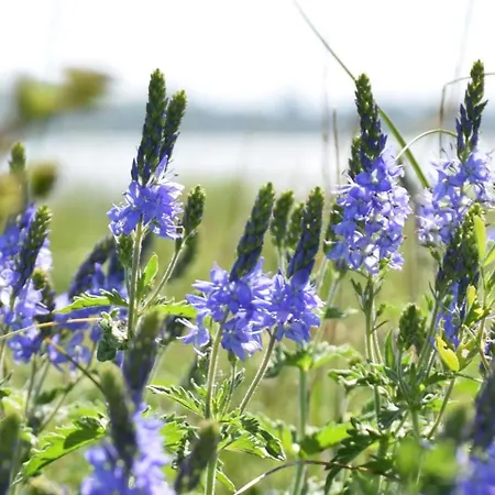 4 - Sterne Am Brink Mit Gartenter Und Meerblick ガガー