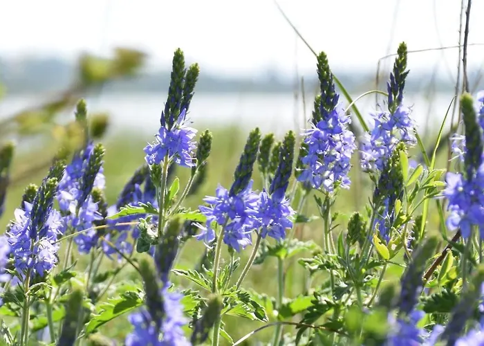 4 - Sterne Am Brink Mit Gartenter Und Meerblick Gager